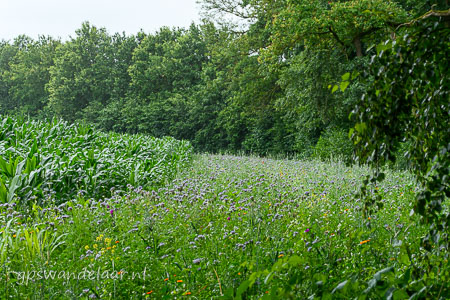 20260705-DSC_3596.jpg